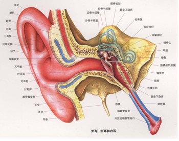 人耳结构图
