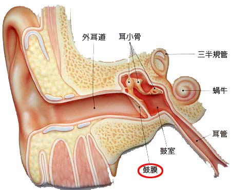 鼓膜