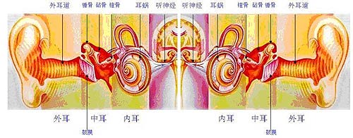 听觉传导图
