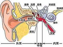 耳部结构图