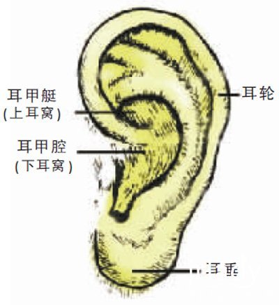 耳朵的结构图